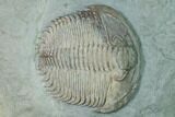 Lower Cambrian Trilobite (Longianda) - Issafen, Morocco #169559-2
